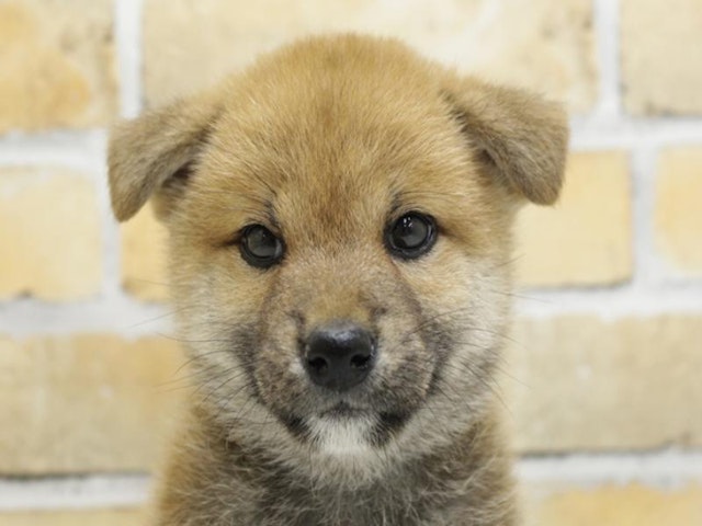 2024年4月20日生まれの柴犬(標準サイズ)の1枚目の写真